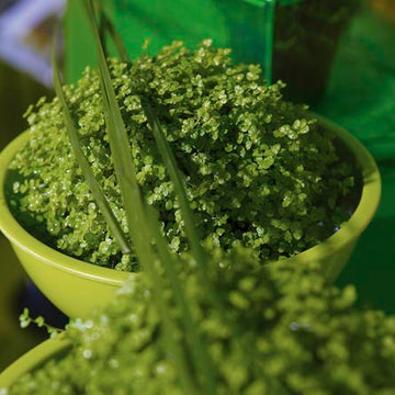 Hemtrevnad (Soleirolia soleirolii), neongrön och frodig krukväxt på fönsterbräda – färgstarka krukväxter som skapar vårkänsla och modern heminredning.