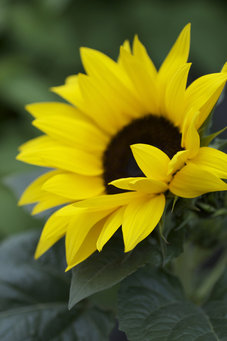 Solros (Helianthus annuus) – sommarens klassiker med iögonfallande gula kronblad; perfekt till midsommar på uteplats, terrass eller balkong; lockar bin och fjärilar och gynnar biologisk mångfald.
