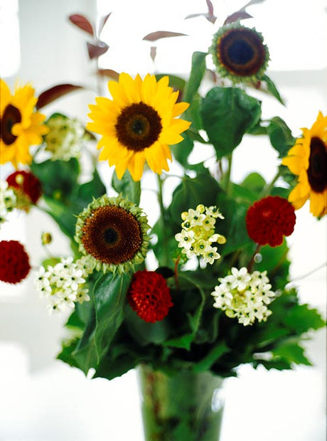Solros (Helianthus annuus) – dekorativ, lättodlad snittblomma i Asteraceae, perfekt för att arrangera buketter med astrar (Aster novi-belgii) i trädgården under sensommaren.