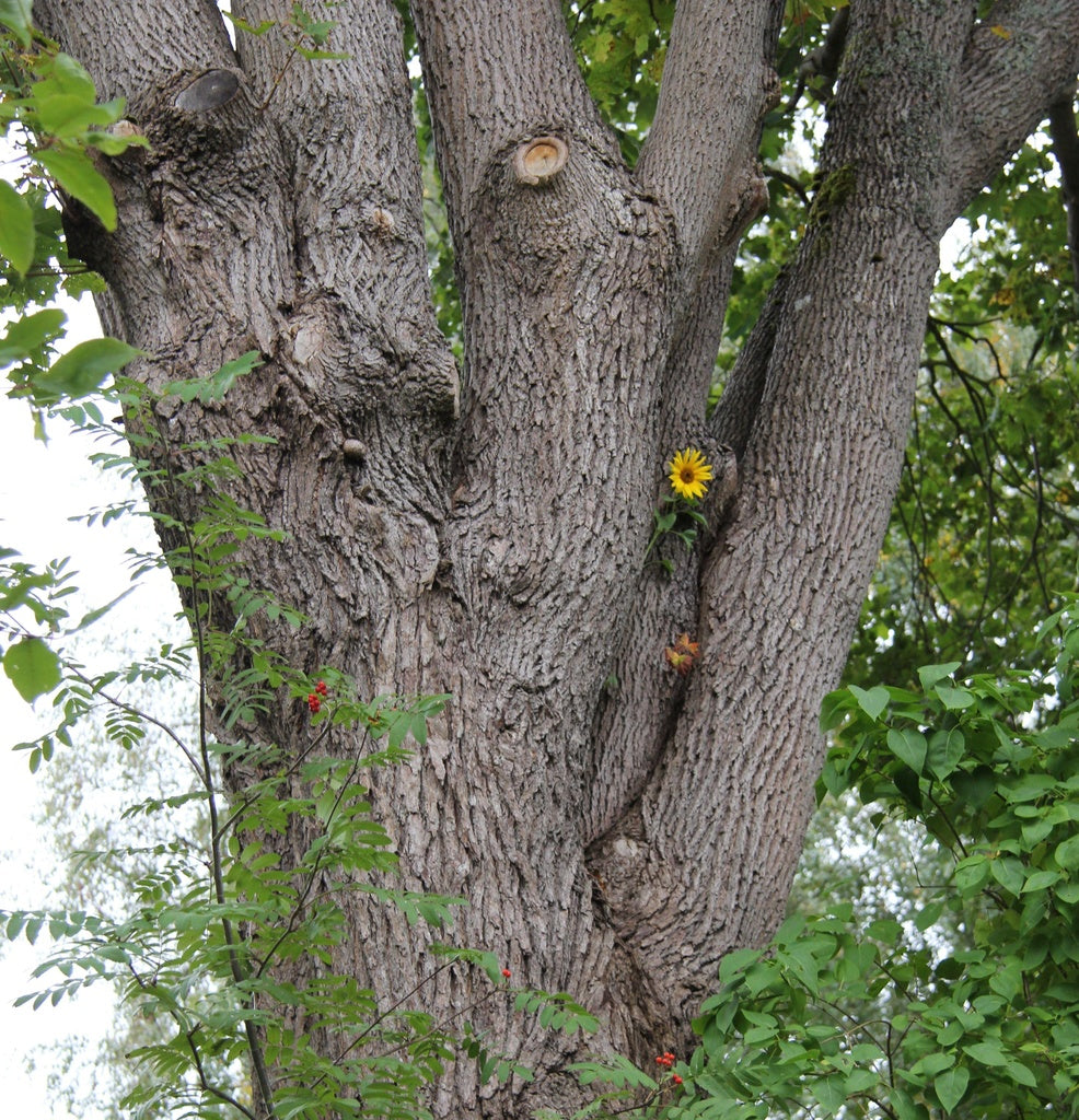 Solros som växer och blommar i en klyka på en stor lönn – veckans bild av Pontus Cronqvist – naturens envisa kraft och växternas livskraft trots bara 1 dl jord; frö spritt av fågel, trädgårdsliv och odling.