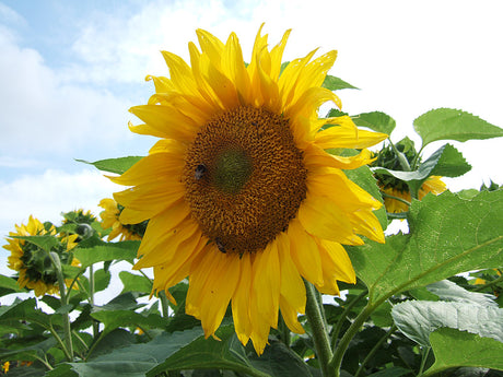 Solrosor (Helianthus annuus) som snabbt växande ettårig häck ger snabbt insynsskydd och tillfällig avgränsning vid nybyggt hus, ett effektivt vindskydd längs nätstaket första sommaren