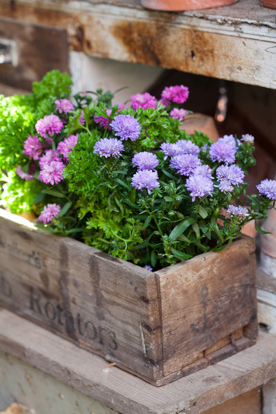 Sommaraster (Callistephus chinensis) i full blom i sensommarens rabatt – färgstarka enkla och fyllda blommor som passar i kruka och som hållbar snittblomma; odlad i väldränerad, näringsrik jord – Blomsterfrämjandet, foto Minna Mercke Schmidt.