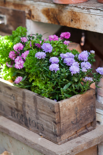 Sommaraster (Callistephus chinensis) i full blom i sensommarens rabatt – färgstarka enkla och fyllda blommor som passar i kruka och som hållbar snittblomma; odlad i väldränerad, näringsrik jord – Blomsterfrämjandet, foto Minna Mercke Schmidt.