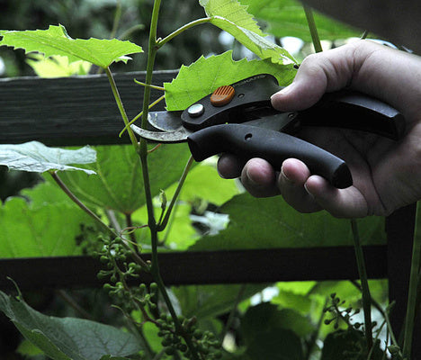 Sommarbeskärning av vinranka med vass sekatör – vassa metallblad ger rena snitt på tunna grenar (upp till ca 1 cm) för precis formklippning och underhåll i trädgården.