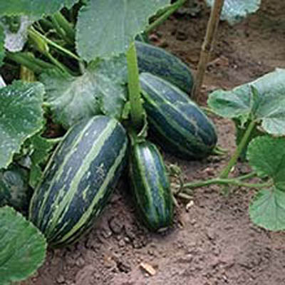 Sommarsquash 'Table Dainty F1' (Cucurbita pepo) – randig zucchini på klättrande planta med stöd i köksträdgården; förodlas april–maj, skörd juli–september.