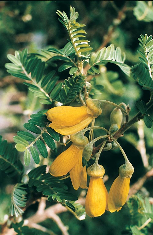 Rare Sophora toromiro (Påsköträd), the Easter Island tree, conserved at Gothenburg Botanical Garden after extinction in the wild—Thor Heyerdahl seed rescue and ongoing reintroduction efforts.