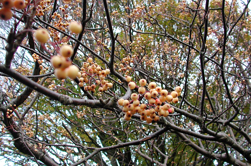 Sorbus aucuparia ’Xanthocarpa’ (rönn) med klasar av gula frukter – dekorativt alternativ till japansk träddödare (Celastrus orbiculatus) för trädgårdar med gula och orange höstfrukter, växtzon 4.