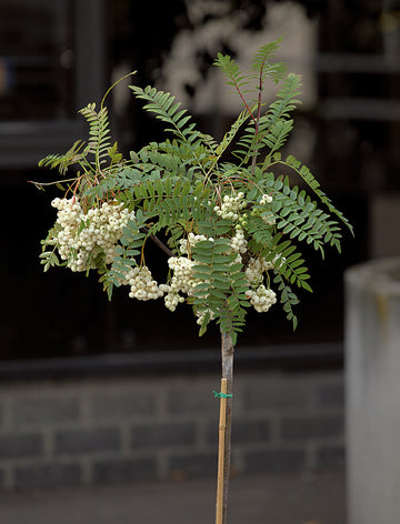 Dvärgrönn Sorbus 'White Magic' med vita bär och vårblommor, sirlig krona på 80 cm stam; kompakt prydnadsträd för krukodling och rabatt i soligt läge, härdig till zon 4.