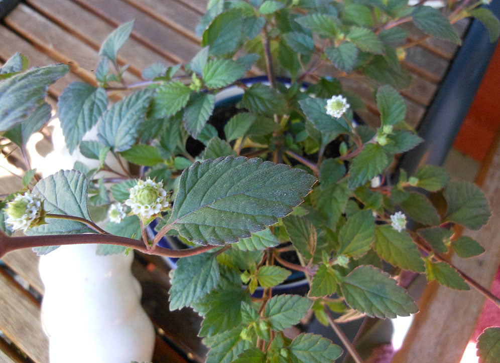 Söta kryddväxter: närbild av sötverbena (Lippia dulcis) med gröna blad och små vita blommor, odlad i kruka som ampelväxt eller marktäckare; används för att söta te och förväxlas ofta med stevia (Stevia rebaudiana).