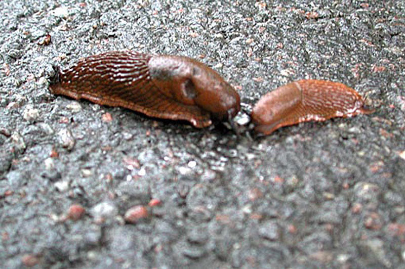 Spansk skogssnigel (mördarsnigel) i trädgårdsbädd – biologisk bekämpning med nematoder (Phasmarhabditis hermaphrodita), Nemaslug och norska metoden; giftfri snigelbekämpning vår och sensommar.