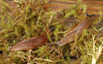 Spansk skogssnigel (mördarsnigel, Arion vulgaris) i svensk trädgård – invasiv art som skadar grönsaker och prydnadsväxter; bekämpning med plockning och snigelmedel med järnfosfat i Snigelbarer; spridning i Sverige.