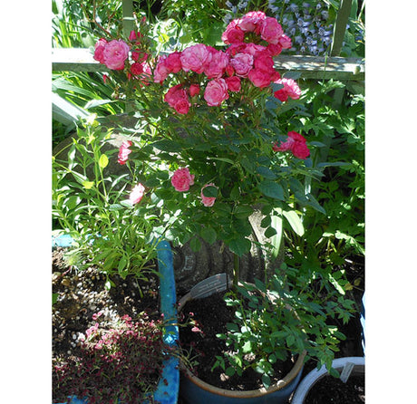 Stamros ‘Teeny Weeny’ som krukros i rymlig, djup kruka – plantera om rosen i rosjord med lecakulor och dräneringshål; använd isolerkruka av EPP för att övervintra på balkongen; vattna och gödsla regelbundet.