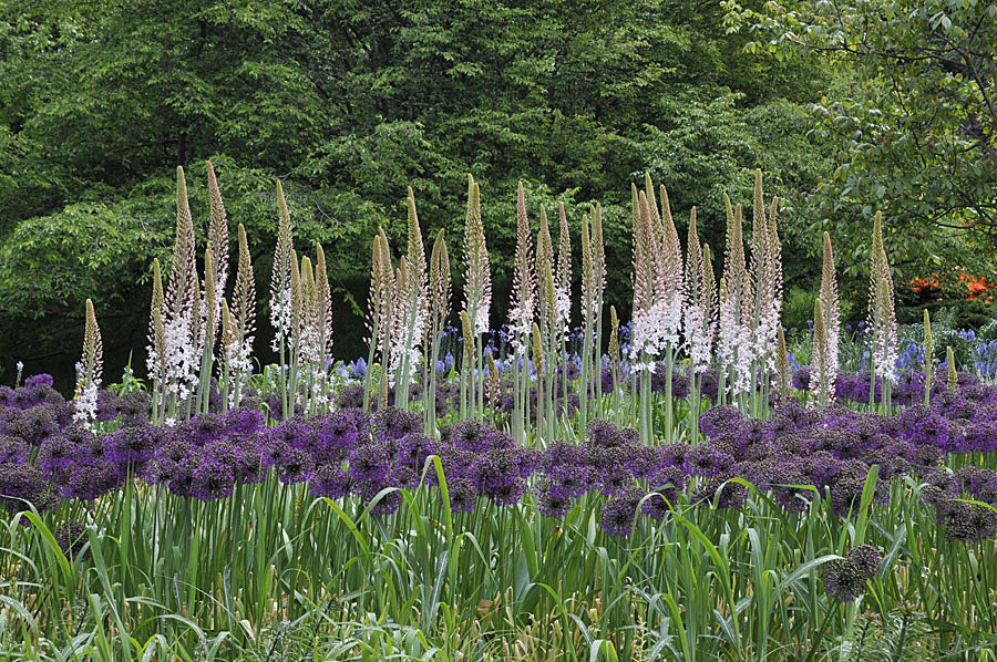 Jättestäppliljor (Eremurus robustus) i prärieplantering – höga, ljust rosa/vita blomstänglar i meterlånga ax bland prydnadsgräs, inspirerad av Liljornas prärie i Göteborgs botaniska trädgård.