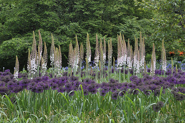 Jättestäppliljor (Eremurus robustus) i prärieplantering – höga, ljust rosa/vita blomstänglar i meterlånga ax bland prydnadsgräs, inspirerad av Liljornas prärie i Göteborgs botaniska trädgård.