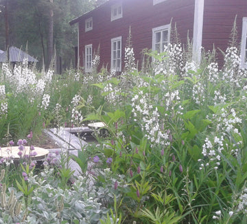 Mästarrabatten 2015 Norrsken & Midnattssol i Norrbyberg, Lappland – sista Mästarrabatten av Mariana Mattsson, Lapplands trädgårdsambassadör; samisk-inspirerade trekantsmönster, zon 7-härdiga växter som vinröd stormhatt, purpur kvanne och vita rallarrosor.