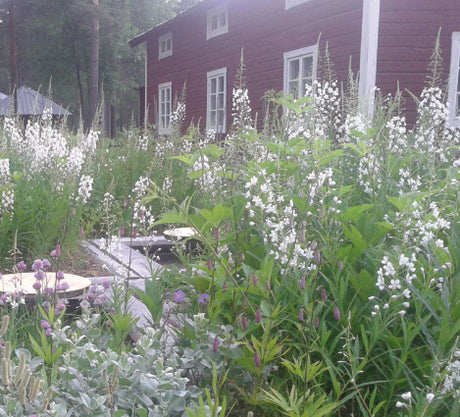 Mästarrabatten 2015 Norrsken & Midnattssol i Norrbyberg, Lappland – sista Mästarrabatten av Mariana Mattsson, Lapplands trädgårdsambassadör; samisk-inspirerade trekantsmönster, zon 7-härdiga växter som vinröd stormhatt, purpur kvanne och vita rallarrosor.