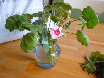 Pelargonsticklingar i vatten efter övervintring i svalt rum – beskärning, rotning och omplantering i pelargonjord med rätt ljus och svag näring