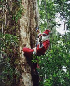 Julgranspriser i Sverige 2022–2023 – Nordmannsgran/kungsgran och rödgran, import från Danmark, plastgran vs äkta gran, miljöpåverkan och skötselråd