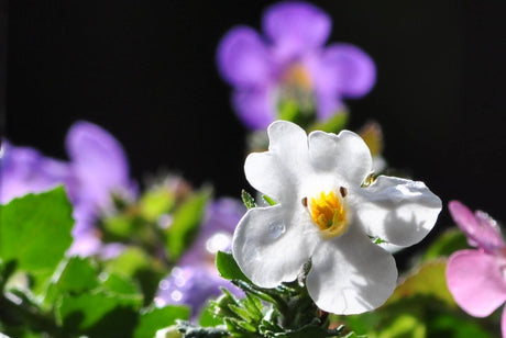 Surfinia i ampel – växter för krukor och amplar på uteplats, balkong och i växthus; odlingsråd från Odla.nu: plantering, skötsel, dränering, gödsling, övervintring.