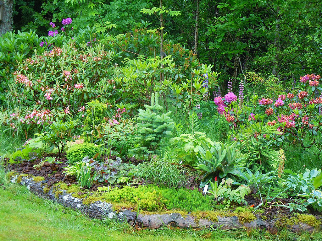 Surjordsrabatt med mossig kant av torvblock i en grupperad ö-rabatt vid gräsmattans kant, med tydlig kantning, våtbädd och perenner för enkel skötsel och harmonisk trädgård.