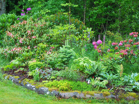 Surjordsrabatt med mossig kant av torvblock i en grupperad ö-rabatt vid gräsmattans kant, med tydlig kantning, våtbädd och perenner för enkel skötsel och harmonisk trädgård.