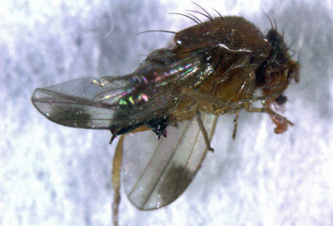 Invasiva fruktflugan Drosophila suzukii i Sverige – angriper friska, mogna bär och frukter (hallon, blåbär, körsbär), orsakar skördeförluster; övervakning med fällor av Jordbruksverket/Växtskyddscentralen i Alnarp.