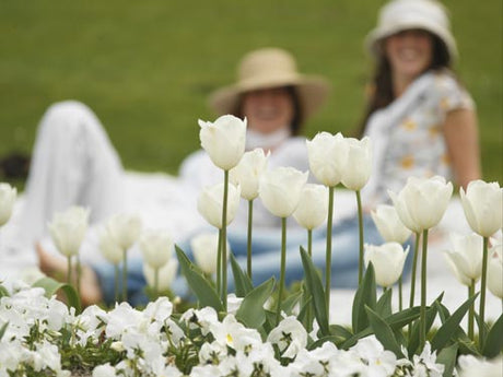 Sval och elegant rabatt med vita tulpaner och vita penséer – inspiration för plantering av blomsterlökar med rätt planteringsdjup, gruppplantering och väldränerad jord.