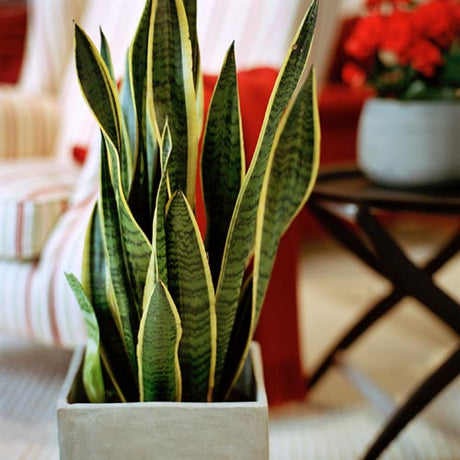 Svärmorstunga (Sansevieria trifasciata) – raka, ståtliga, svärdliknande blad i modern och minimalistisk inredning; lättskött, tål skugga och torka, luftrenande inomhusväxt som producerar syre nattetid; giftig för barn och husdjur.