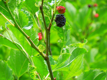 Svarta mullbär (Morus nigra) mogna på träd – söta, aromatiska och mest smakrika bär för sylt, saft och bakverk. Odling i Sverige kräver soligt, skyddat läge och väldränerad, näringsrik jord; skörd sensommar.