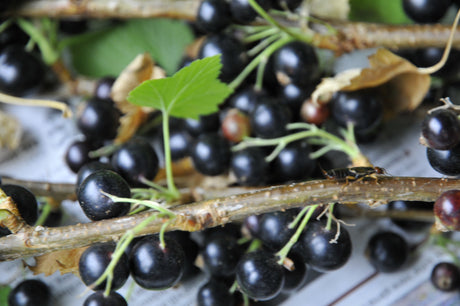 Svarta vinbär (Ribes nigrum, Ribesiaceae) på buske – odling, plantering och beskärning av vinbär i mulljord; C‑vitaminrika bär för saft, sylt och gelé (sorter Öjebyn, Storklas).