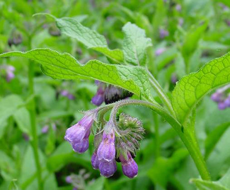Vallört (Symphytum officinale) i blom – dynamisk ackumulator och naturlig gödning för ekologisk odling; blad rika på kalium och fosfor, ideal för flytande växtnäring och täckodling, lockar bin och humlor.