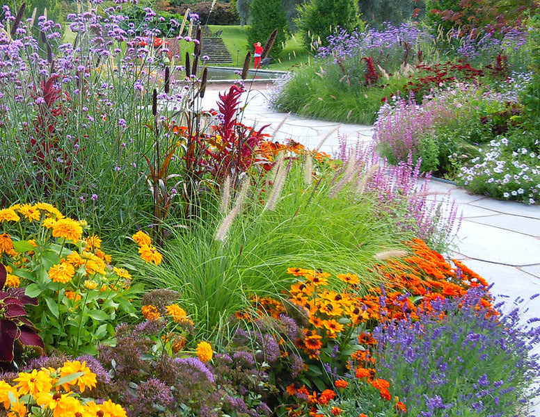 Syvias lampborstgräs (Pennisetum alopecuroides) – prydnadsgräs i rabatt i trädgården; plantering och skötsel: plantera på våren i väldränerad, näringsrik jord med rotblöta, beskär på våren och ge vinterskydd.