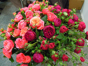 Rosen Tantau rosnyheter på trädgårdsmässan Elmia Garden 2012 – spektakulära rosor i krukor och blomsterarrangemang från internationella plantskolor för svenska trädgårdar.
