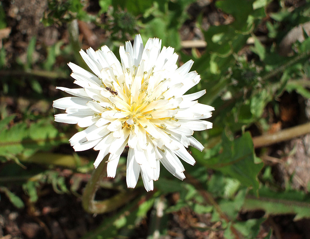 Vitblommande maskros (Taraxacum brevirostre) – flerårig ört i maskrossläktet Taraxacum; nordisk småart med flikiga blad, uppskattad i rabatt och viktig för pollinatörer och biologisk mångfald.