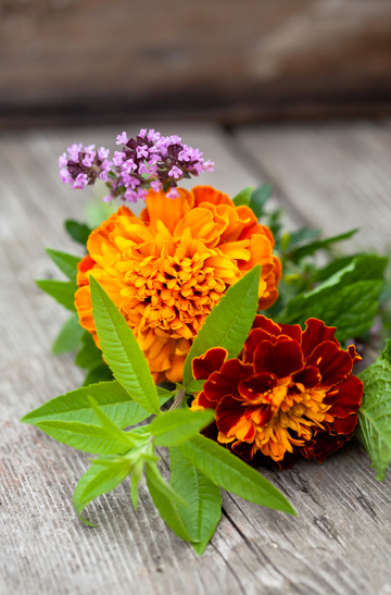 Tagetes – färgstark sommarblomma med orange och gula blommor i rabatt och krukodling; trivs i full sol, lockar fjärilar och ger naturligt skydd mot nematoder i köksträdgården.