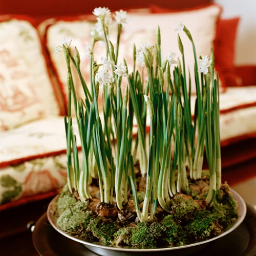 Tazett (Narcissus papyraceus, paperwhite) – vinterblommande inomhusväxt i amaryllisväxter med vita, starkt doftande blommor; krukväxt från Medelhavsområdet, vattnas sparsamt, trivs ljust och svalt; giftig och populär som snittblomma.