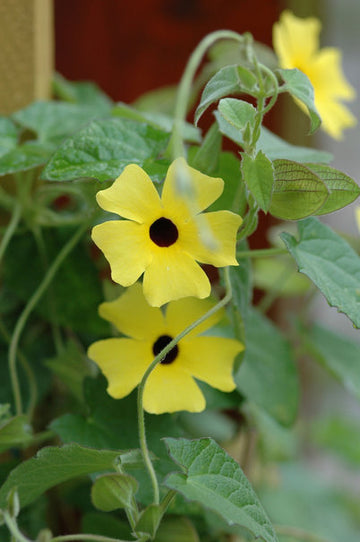 Svartöga (Thunbergia alata), snabbväxande sommarklättrare med svart öga i soligt läge – perfekt att plantera i maj för balkong och terrass; skapar blommande väggar. Foto: Blomsterfrämjandet