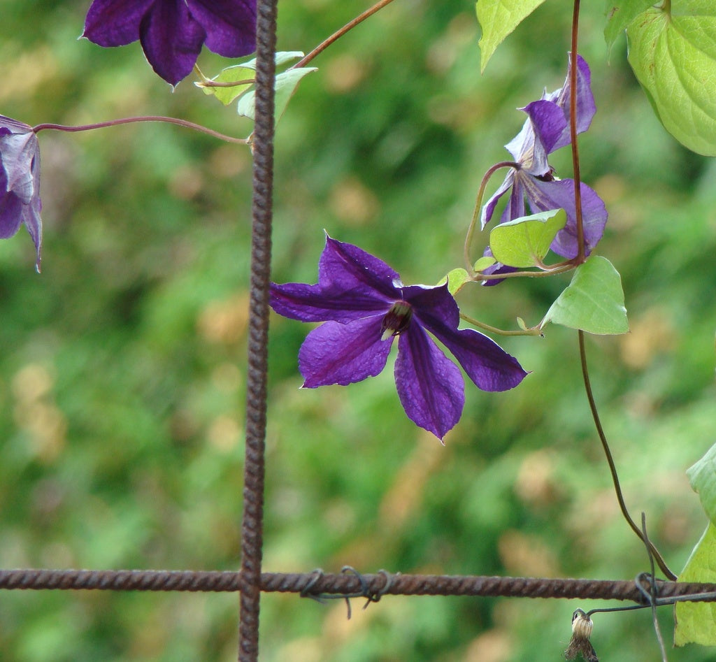 Klematis i rabatt med marktäckning och ogräskontroll: täckbark, träflis, tidningspapper, kartong och markduk för fukthållning och en lättskött trädgård.