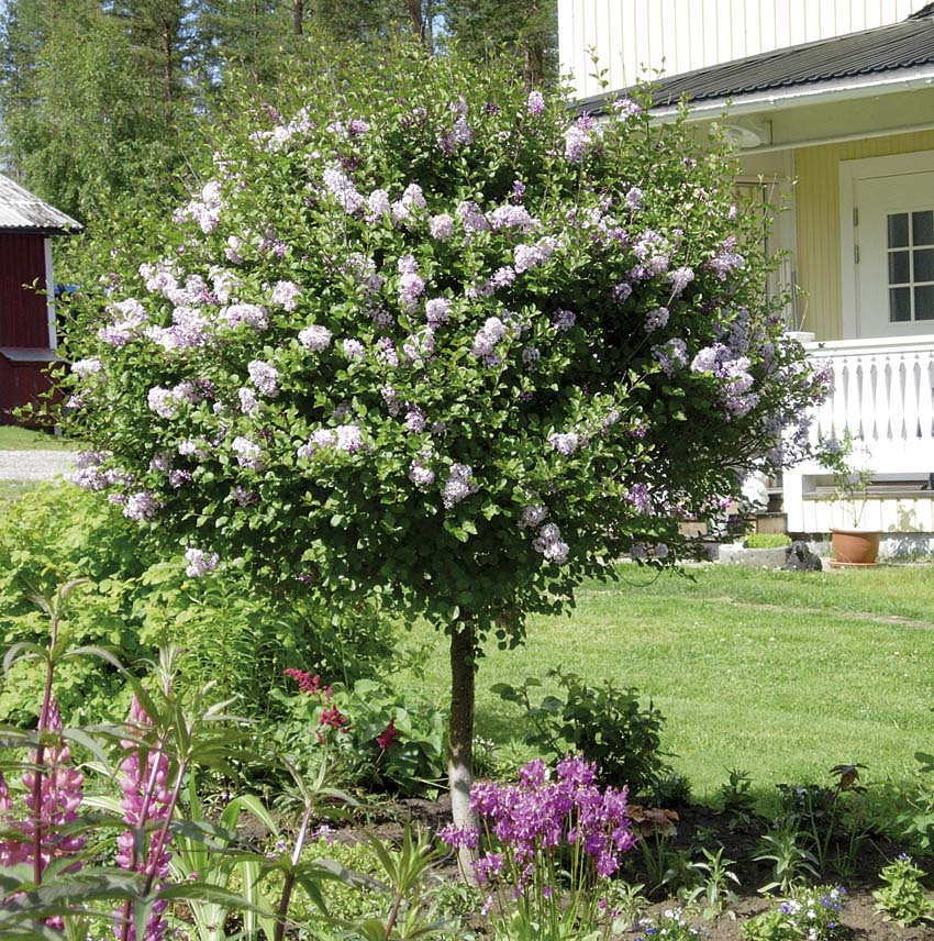 Klimatsmarta träd för Norrland – Se härdiga sorter! – Odla Shop