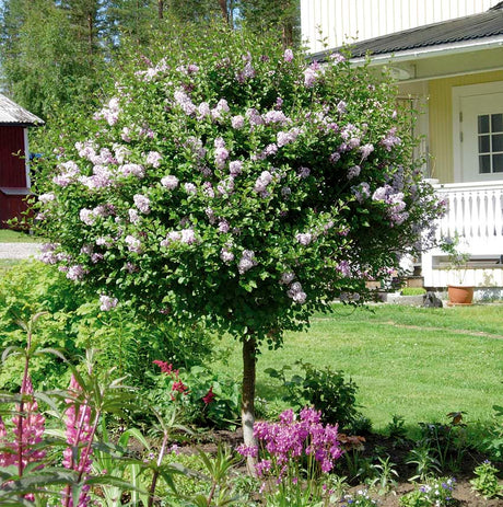 Dvärgsyren (Syringa meyeri 'Palibin') i blom – klimatsmart trädval för norrländska trädgårdar, härdig växt i zon 5–6 med väl dränerad jord.