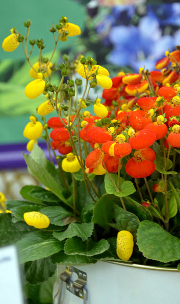 Toffelblomma (Calceolaria ‘Calynopsis’) som sätter färg på vårkrukan – färgsprakande vårblomma för balkong och uteplats; halvskugga, väldränerad jord, tål lätt nattfrost.