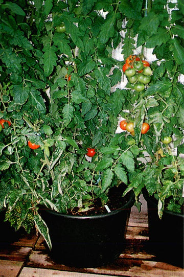 Tomatplantor i växthus i mörka plastkrukor – odla smart i växthus med krukodling som håller värme och fukt, ger god dränering och näring för maximal skörd och utnyttjad yta.
