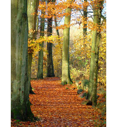 Trädgårdsliv i nordöstra Skåne: Linda på släktgården i höstfärger, trädgårdsarbete bland blommor och odling, bokskogar, gårdsplan, barn samt höns och gäss – tradition och nutid på 80 hektar.