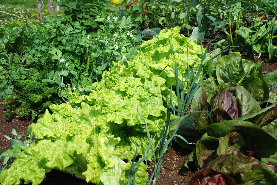 Färgglada tomater och godisgurkor från potager och hobbyväxthus – småskalig odling för självhushållning i glesbygd, entreprenörskap och vacker köksträdgård.