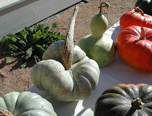 Triangelformad kalebass – prydnadspumpa/squash för Halloween-dekoration, odling och skörd; inspirerande exempel på pumpa, prydnadspumpor, vintersquash och sommarpumpa.