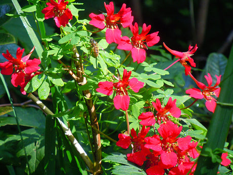 Eldkrasse (Tropaeolum speciosum), chilensk krasse, med bi – rödblommande klätterväxt med långsporrade blommor, vacker bland rododendron och barrväxter.