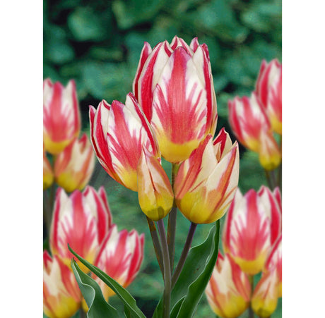 Flerblommiga tulpanen Tricolette med ljusgul blombotten och röda samt vita streck – inspirerande höstnyhet för rabatt, bukett och plantering av tulpanlökar inför vårblomning.
