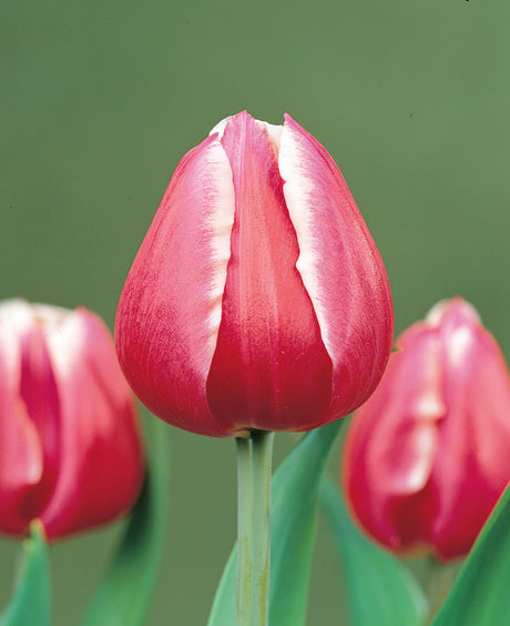 Rosa tulpanen ’Debutante’ i bukett i glasvas – skötselråd för tulpaner: snitta stjälkarna 1 cm, sätt i friskt kallt vatten, placera svalt, byt vatten regelbundet och undvik fruktfat för längre hållbarhet.