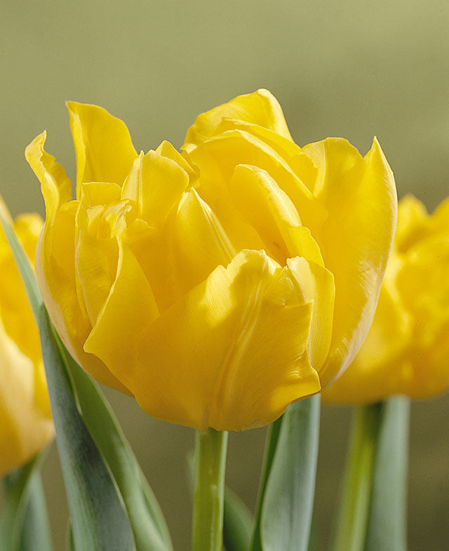 Monte Carlo – tidig gul tulpan, svensk 20‑i‑topp favorit under tulpansäsongen; skötsel för längre hållbarhet i vas och trädgård.