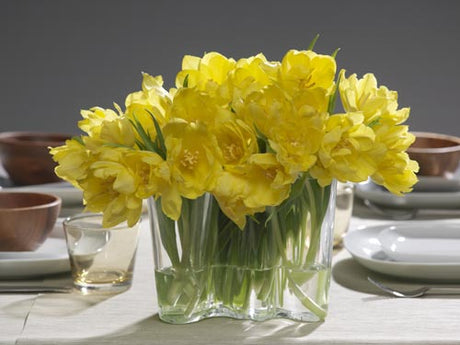 Monte Carlo tulpan – Sveriges mest populära tulpansort på topplistan över svenska tulpaner; hög efterfrågan och odlingsvärde på den svenska tulpanmarknaden.